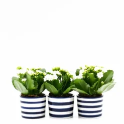 Ensemble de 3 pots "Costa nova" - Bleu Cobalt