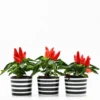 Ensemble de 3 pots "Costa nova" - Noir