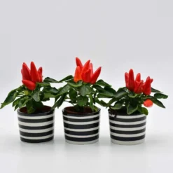 Ensemble de 3 pots "Costa nova" - Noir