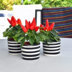Ensemble de 3 pots 