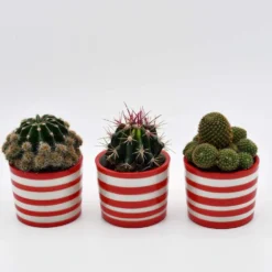 Ensemble de 3 pots 