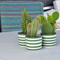 Ensemble de 3 pots