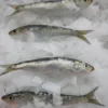 Papa Anzóis I Conserve de sardines à l'huile d'olive vierge et au citron