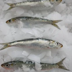 Papa Anzóis I Conserve de sardines à l'huile d'olive vierge et au citron