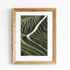 Photo d'art signée "Vinyards"