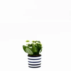 Pot en céramique "Costa nova"- Bleu Cobalt