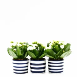 Pot en céramique "Costa nova"- Bleu Cobalt