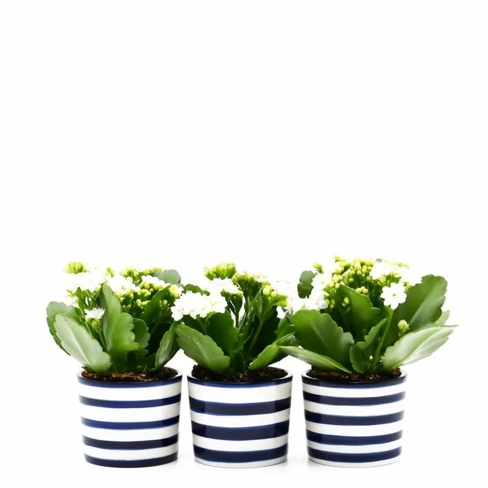 Pot en céramique "Costa nova"- Bleu Cobalt