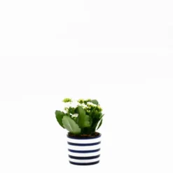 Pot en céramique