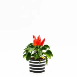 Pot en céramique "Costa nova" - Noir
