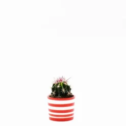 Pot en céramique "Costa nova" - Rouge