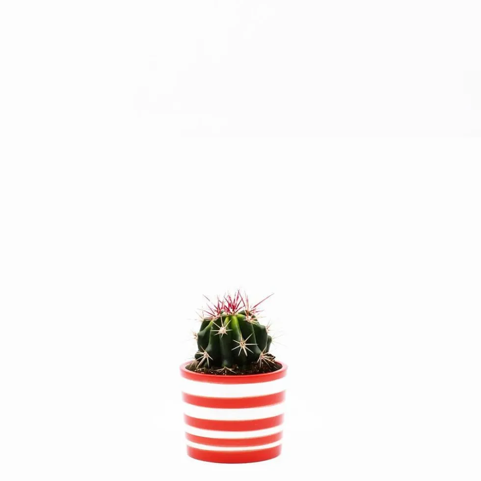 Pot en céramique "Costa nova" - Rouge