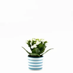 Pot en céramique "Costa nova" - Turquoise
