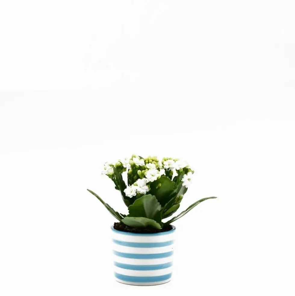 Pot en céramique "Costa nova" - Turquoise