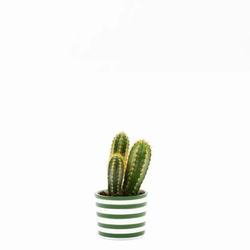 Pot en céramique "Costa nova" - Vert