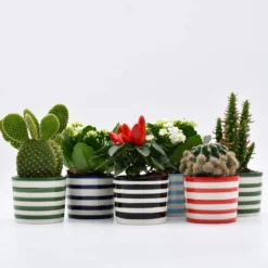 Pot en céramique "Costa nova" - Vert