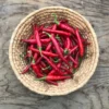 Sauce Piri Piri Portugais - Doux