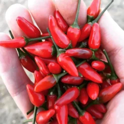 Sauce Piri-Piri Portugais - Fort